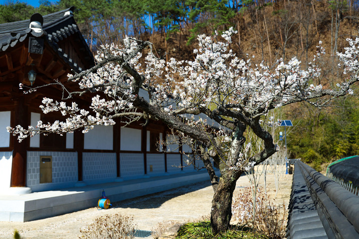 [산청=뉴시스]산청 남사예담촌 면우매. *재판매 및 DB 금지