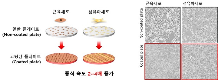 근육세포 고속 배양 기술 개념 *재판매 및 DB 금지