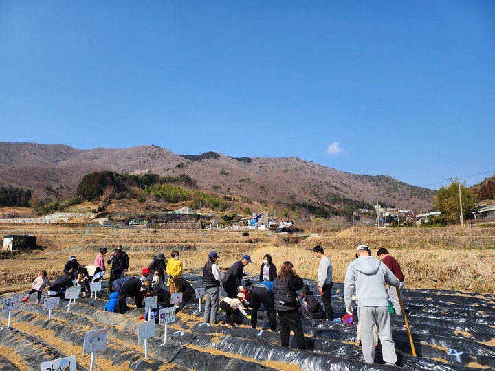 [거제=뉴시스] 신정철 기자= 경남 거제시 삼거동 청사초롱마을(위원장 옥대석)이 지난해부터 운영하고 있는 도시민과 함께하는 '공유농업'이 인기를 끌고 있는 가운데 16일 현재 가족형·단체형·어린이·작목별로 다양한 텃밭을 분양 중에 있다.사진은 청사초롱마을 텃밭과 마을 전경.(사진=거제시 제공).2023.03.16. photo@newsis.com *재판매 및 DB 금지