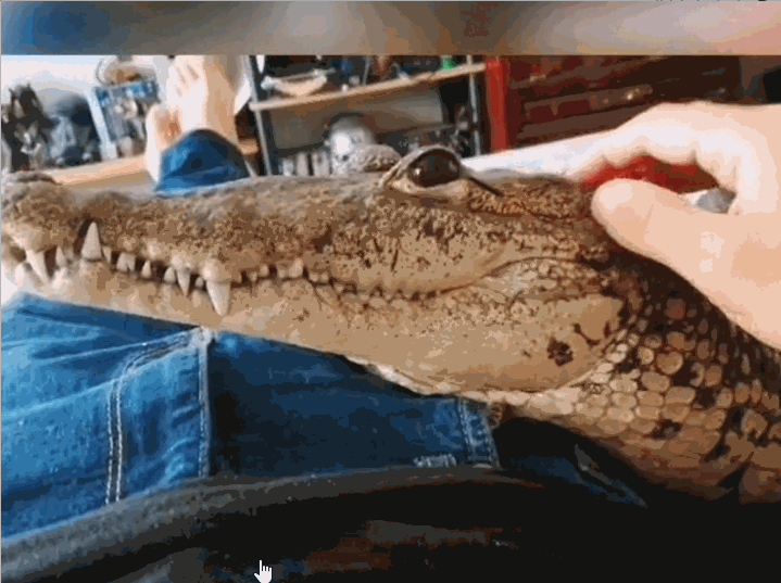 [서울=뉴시스] 멕시코 산루이스포토시에 거주 중인 조나단 아라자(29)는 악어를 반려동물로 키우고 있다. 영상은 조나단의 손길을 즐기며 교감하고 있는 반려악어 '가모라'의 모습 (사진출처: 조나단 아라자 소셜미디어 갈무리) 2023.03.16. *재판매 및 DB 금지 *재판매 및 DB 금지