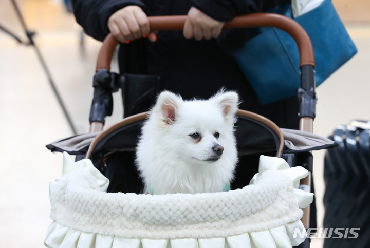 [제주=뉴시스] 제주국제공항 국내선 1층 도착장으로 반려견 동반 전세기를 타고 온 탑승객들이 반려견과 이동하고 있다. (사진=뉴시스 DB). photo@newsis.com 