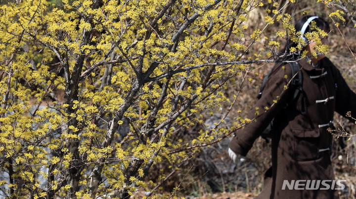 [서울=뉴시스] 김금보 기자 = 서울 아침 최저기온이 0도를 기록하며 예년보다 쌀쌀한 봄 날씨를 보인 지난 16일 서울 서대문구 한 거리에서 만개한 산수유꽃 뒤로 겨울옷을 입은 시민이 지나고 있다. 2023.03.16. kgb@newsis.com