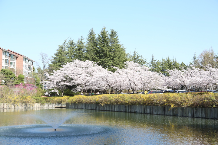 [포항=뉴시스] 강진구 기자 = 경북 포항시는 본격적인 행락철을 맞아 지역 내 봄꽃 명소가 관심을 끌고 있다고 17일 밝혔다.사진은 지곡동 영일대공원 벚꽃.(사진=포항시 제공) 2023.03.17.&nbsp;&nbsp; *재판매 및 DB 금지