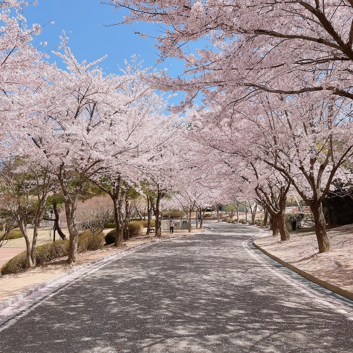 [포항=뉴시스] 강진구 기자 = 경북 포항시는 본격적인 행락철을 맞아 지역 내 봄꽃 명소가 관심을 끌고 있다고 17일 밝혔다.사진은 환호공원 벚꽃.(사진=포항시 제공) 2023.03.17.photo@newsis.com&nbsp;&nbsp; *재판매 및 DB 금지