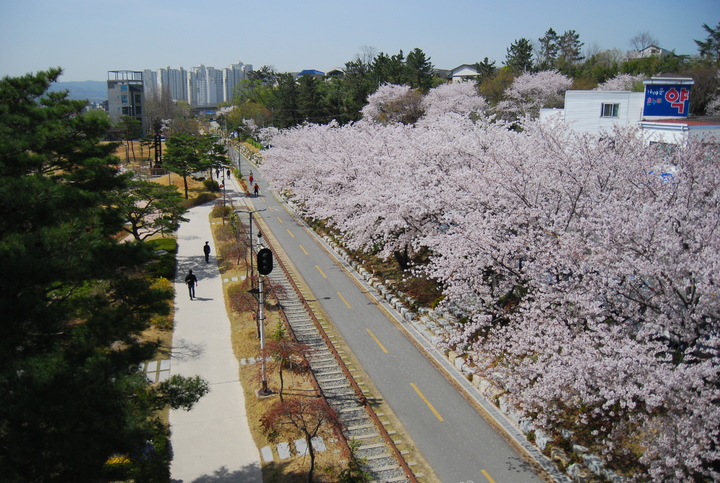 [포항=뉴시스] 강진구 기자 = 경북 포항시는 본격적인 행락철을 맞아 지역 내 봄꽃 명소가 관심을 끌고 있다고 17일 밝혔다.사진은 철길숲 벚꽃.(사진=포항시 제공) 2023.03.17.photo@newsis.com&nbsp;&nbsp; *재판매 및 DB 금지