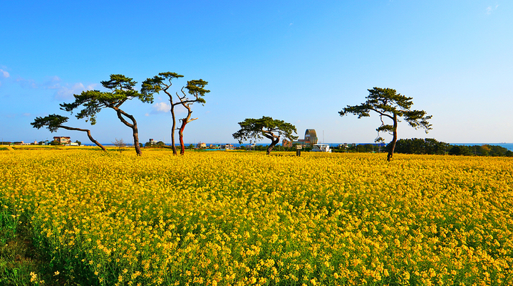 [포항=뉴시스] 강진구 기자 = 경북 포항시는 본격적인 행락철을 맞아 지역 내 봄꽃 명소가 관심을 끌고 있다고 17일 밝혔다.사진은 호미곶 유채꽃단지.(사진=포항시 제공) 2023.03.17.photo@newsis.com&nbsp;&nbsp; *재판매 및 DB 금지