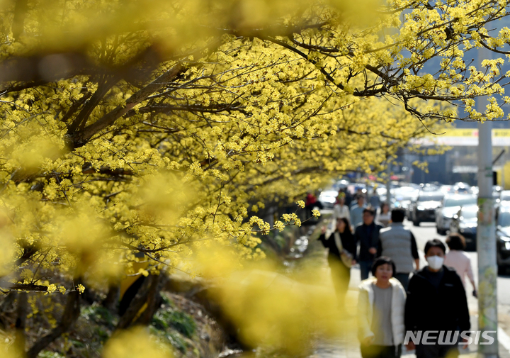 [구례=뉴시스] 김혜인 기자 = '2023구례 산수유꽃 축제'가 열린 18일 오후 전남 구례군 산동면에서 상춘객들이 산수유길을 걸으며 봄을 만끽하고 있다. 2023.03.18.hyein0342@newsis.com