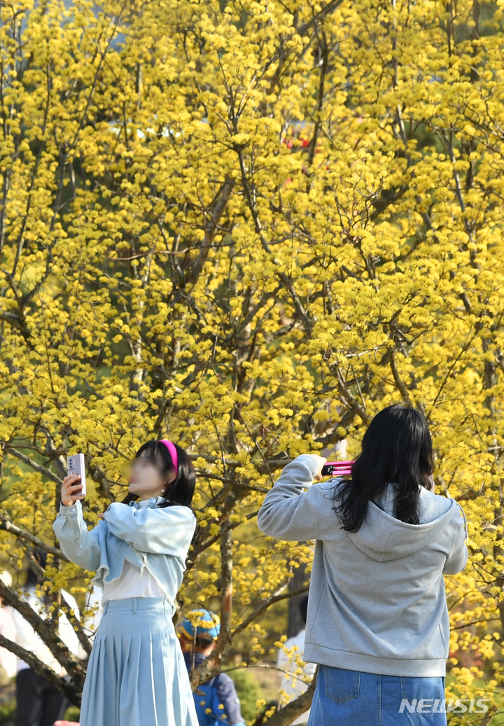 [구례=뉴시스] 김혜인 기자 = 2023구례 산수유꾳 축제가 열린 18일 오후 전남 구례군 산동면에서 상춘객들이 인증사진을 찍고 있다. 2023.03.18. hyein0342@newsis.com