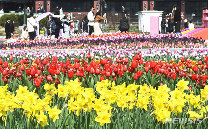 [용인=뉴시스] 김종택 기자 = 19일 경기도 용인 에버랜드 페어리타운을 찾은 시민들이 튤립,수선화 등 활짝 핀 꽃길을 거닐며 봄기운을 만끽하고 있다. 2023.03.19. jtk@newsis.com