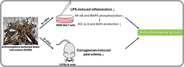 [대전=뉴시스] 개느삼 뿌리추출물의 항염증 효과 *재판매 및 DB 금지
