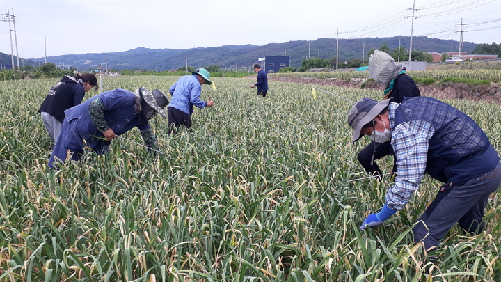 '의성에서 두 달 살아보기' 참가자들이 마늘재배 체험을 하고 있다. (사진=의성군 제공)  *재판매 및 DB 금지