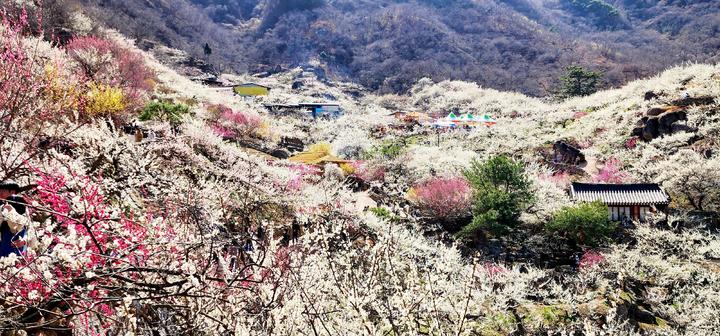 [광양=뉴시스] 제22회 광양매화축제장에 봄의 전령사 매화가 활짝피어 있다. (뉴시스 DB) photo@newsis.com *재판매 및 DB 금지