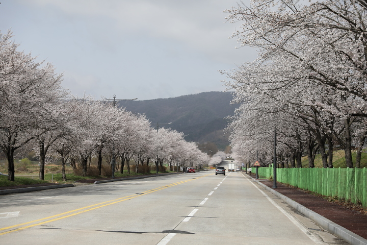 계룡제 3정문 일대에 활짝 핀 벚꽃 모습. 2023. 03. 20 *재판매 및 DB 금지