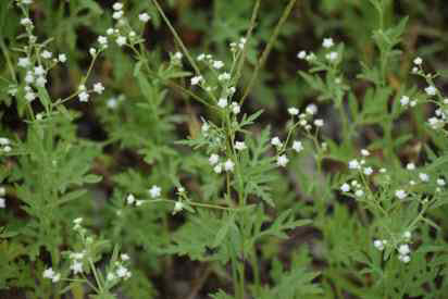 돼지풀아재비 *재판매 및 DB 금지