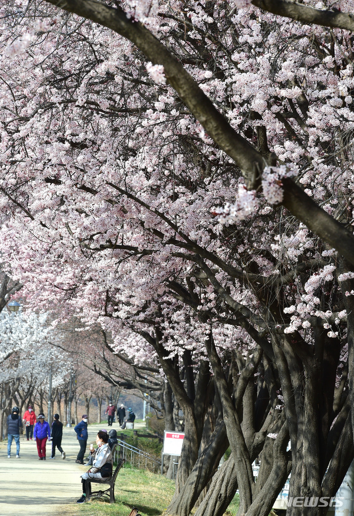[대구=뉴시스] 이무열 기자 = 봄의 시작을 알리는 절기 춘분(春分)을 하루 앞둔 20일 오전 대구 금호강 둔치에서 시민들이 활짝 핀 벚꽃 아래를 거닐며 봄을 느끼고 있다. 2023.03.20. lmy@newsis.com