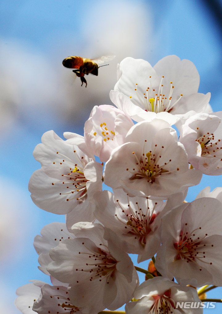 [남해=뉴시스] 차용현 기자 = 경남 남해군 설천면 인근 도로가에서 꿀벌 한 마리가 활짝 꽃망울을 터뜨린 벚꽃 주위를 날아다니며 꿀을 따고 있다. 2025.07.11. con@newsis.com