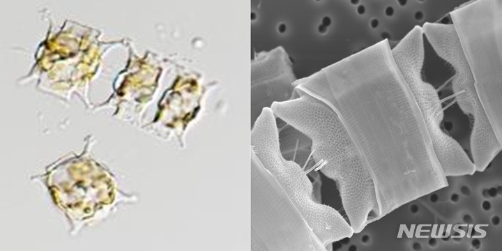 [서울=뉴시스] 오돈텔라 아우리타(학명 Odontella aurita)