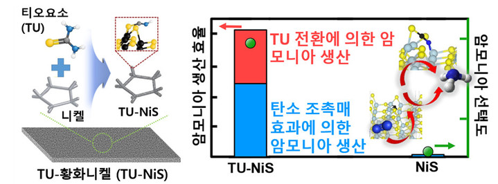 [서울=뉴시스] 티오요소(TU)-황화니켈(NiS) 촉매의 형태와 전기화학적 질소 환원 효율 그래픽. TU-NiS 촉매의 형태와 전기화학적 질소 환원 효율을 촉매로 사용한 결과, TU를 사용하지 않은 NiS에 비해 우수한 암모니아 생산 효율을 보여준다. (사진=과기정통부) *재판매 및 DB 금지
