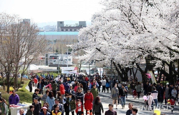  옛 경기도청 팔달산 인근의 벚꽃