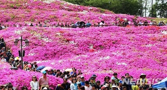  군포시 산본동의 철쭉 동산