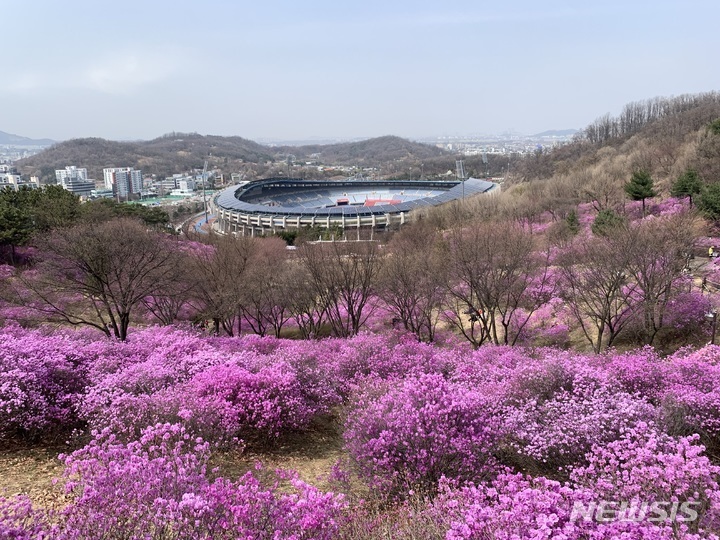  부천 원미산의 진달래. (뉴시스 DB)