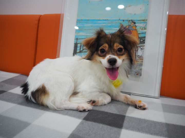 [서울=뉴시스]서울동물복지지원센터 유기견 금순.(사진=서울시 제공) *재판매 및 DB 금지