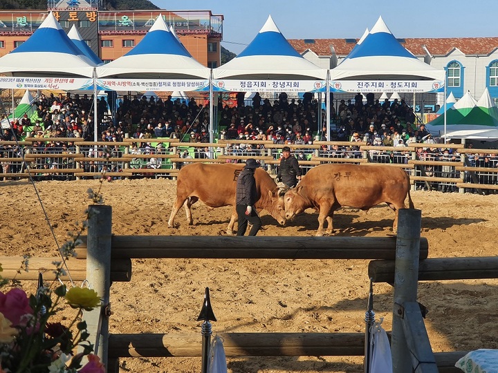 [창원=뉴시스] 강경국 기자 = 전국 황소의 왕중왕을 가리는 제21회 창원 전국 민속 소힘겨루기 대회가 지난 16일부터 20일까지 5일간 경남 창원특례시 북면마금산온천지구 특설경기장에서 개최됐다. (사진=창원시청 제공). 2023.03.21. photo@newsis.com *재판매 및 DB 금지