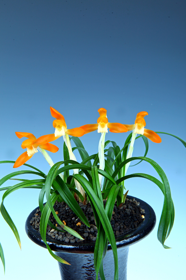 [신안=뉴시스] '1004섬 춘란 전시회' 대상 황미심 씨의 '주금소심(동광)'. *재판매 및 DB 금지