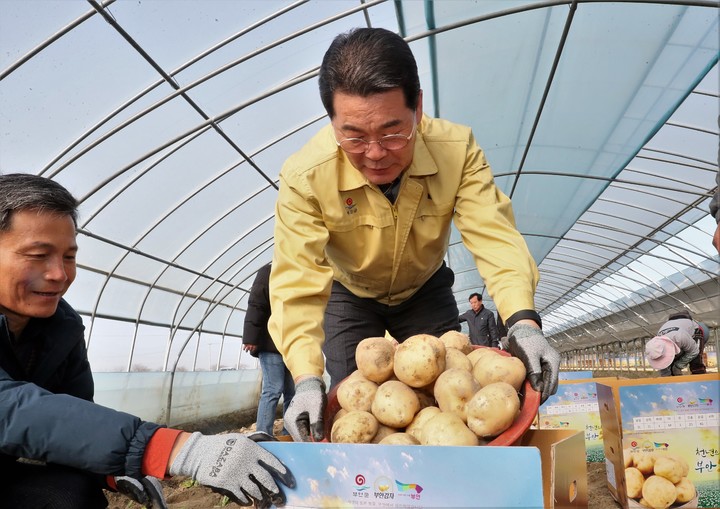 21일 부안 계화면 감자 수확 현장을 방문한 권익현 군수가 일손돕기에 나서고 있다. 부안군 제공 *재판매 및 DB 금지