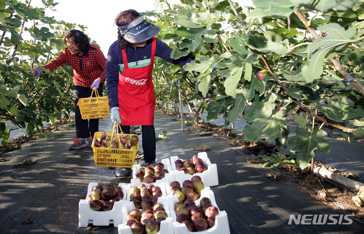 [영암=뉴시스] 무화과 수확으로 분주한 농업인들. (사진=전남도 제공) 2023.033.21. photo@newsis.com