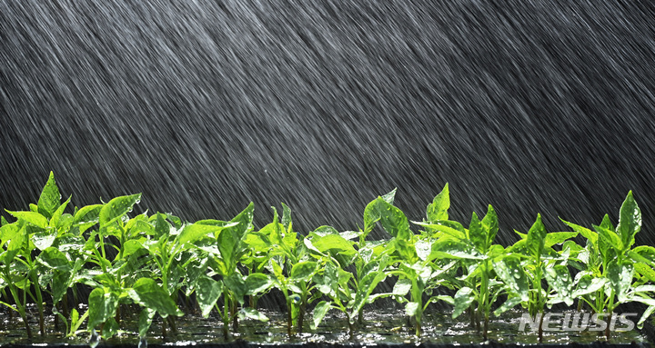 [화성=뉴시스] 김종택 기자 = 경기도 화성시 경기도농업기술원 온실에서 물줄기가 어린 새싹에 생명의 활기를 더해주고 있다. 2023.03.22. jtk@newsis.com