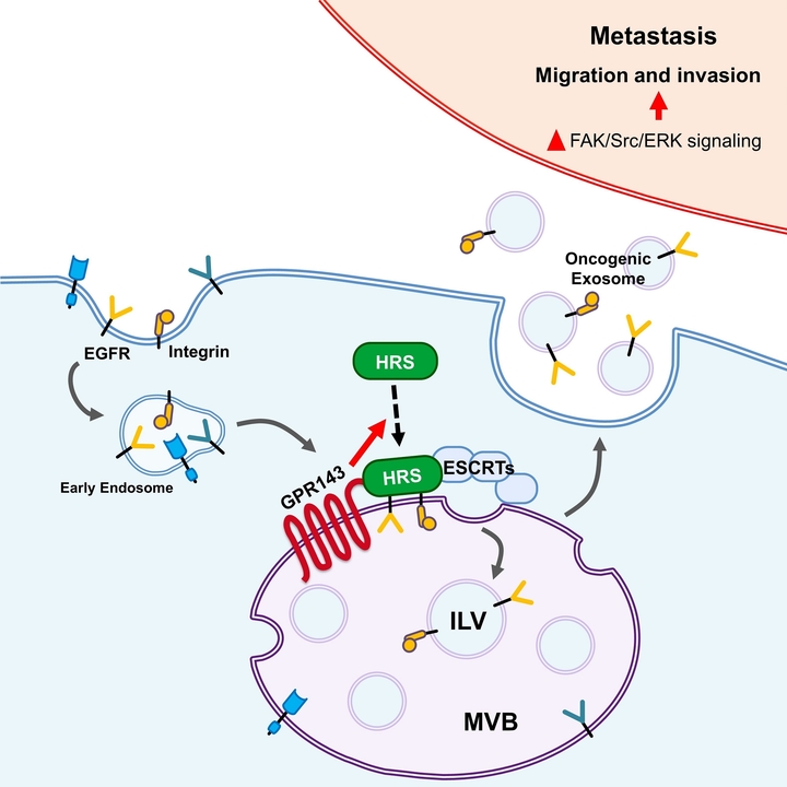 [울산=뉴시스] GPR143의 암전이 유도 방법 *재판매 및 DB 금지
