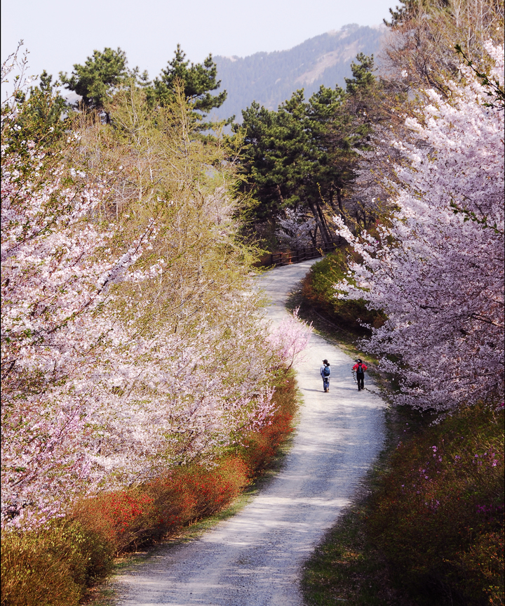 [창원=뉴시스] 강경국 기자 = 경남 창원시 진해구 경화동 진해드림로드를 오르다 보면 석동으로 가는 임도를 가다가 보면 왕벚꽃 군락지가 나온다. (사진=창원시청 제공). 2023.03.22. photo@newsis.com *재판매 및 DB 금지