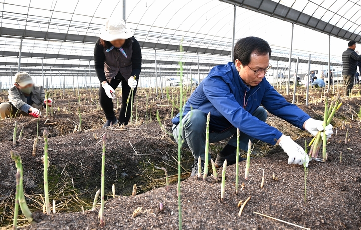 [음성=뉴시스] 강신욱 기자 = 조병옥 충북 음성군수가 22일 음성군 생극면 방축리 농장에 처음으로 투입된 도시농부들과 함께 아스파라거스를 수확하고 있다. (사진=음성군 제공) 2023.03.22. photo@newsis.com *재판매 및 DB 금지