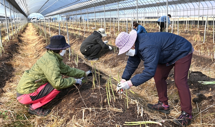[음성=뉴시스] 강신욱 기자 = 22일 처음으로 농가에 투입된 도시농부들이 충북 음성군 생극면 방축리 농장에서 아스파라거스 수확 등 일손을 돕고 있다. (사진=음성군 제공) 2023.03.22. photo@newsis.com *재판매 및 DB 금지