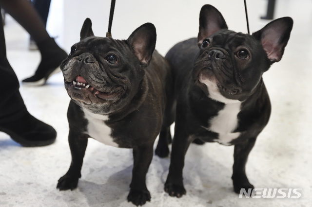 30년 1위 리트리버 제친 美 최고 인기 반려견 정체는?