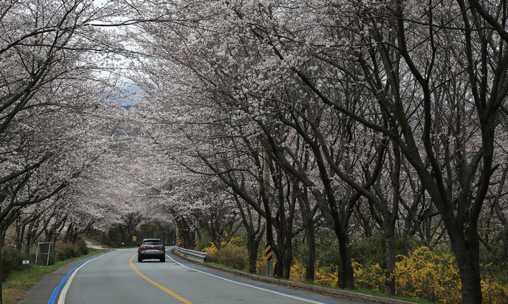전남 구례군 섬진강변 국도에 벚꽃이 막 피어나면서 터널을 이루고 있다. *재판매 및 DB 금지