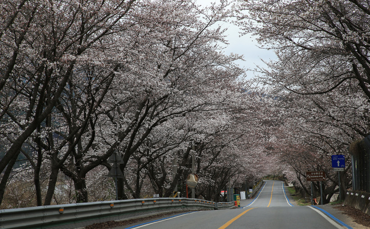구례 벚꽃 개화 시작…벚꽃터널 보러 오세요[뉴시스Pic] 
