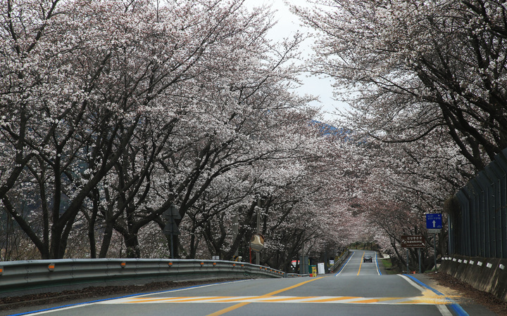 구례 벚꽃 개화 시작…벚꽃터널 보러 오세요[뉴시스Pic] 