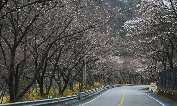 구례 벚꽃 개화 시작…벚꽃터널 보러 오세요[뉴시스Pic] 