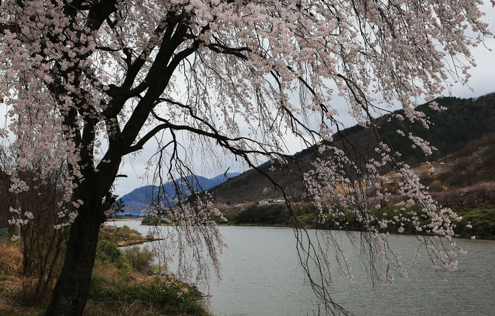 구례 벚꽃 개화 시작…벚꽃터널 보러 오세요[뉴시스Pic] 