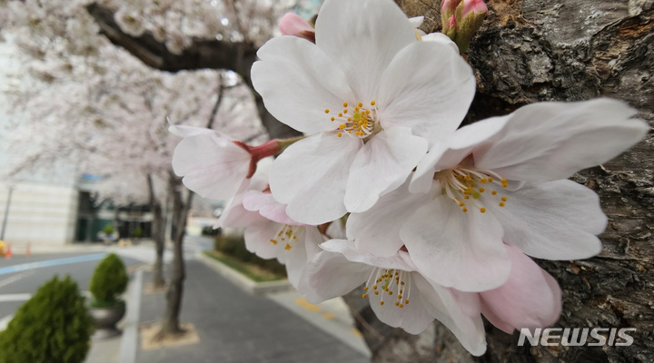 [울산=뉴시스] 배병수 기자 = 22일 오전 울산 남구 울산광역시의회 출입구에 벚꽃이 활짝 펴 봄소식을 전하고 있다. 2023.03.22. bbs@newsis.com.