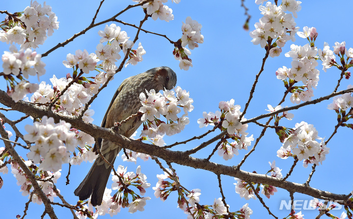 [대구=뉴시스] 이무열 기자 = 22일 오전 대구 북구 경북대학교 교정에서 직박구리 한 마리가 활짝 핀 벚꽃나무 위에 앉아 꿀을 따고 있다. 2023.03.22. lmy@newsis.com