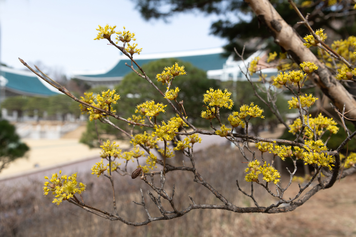 [서울=뉴시스] 청와대 소정원 산수유 (사진=문화재청 제공) 2023.03.23. photo@newsis.com *재판매 및 DB 금지