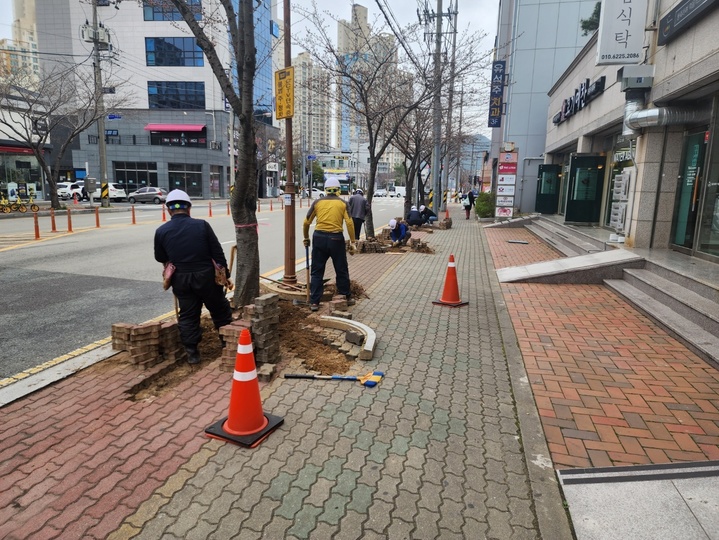 [통영=뉴시스] 신정철 기자= 경남 통영시는 시가지 보행자 안전을 위협하는 뿌리들림 가로수가 총 748본으로 조사돼 경남도 특별조정 교부금과 2023 당초예산 등 1억4500만원으로 가로수 정비에 나섰다.사진은 지난 22일 광도면 죽림 시가지 뿌리들림 가로수 정비 모습.(사진=통영시 제공).2023.03.23. photo@newsis.com *재판매 및 DB 금지