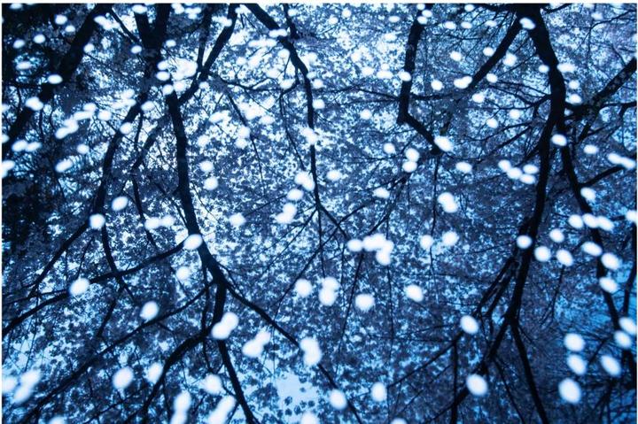 [서울=뉴시스] CHERRY BLOSSOM_01 NAMSAN(MT.), SEOUL, KOREA(195*130). 2023.03.22. (사진 = 박상원 측 제공) photo@newsis.com *재판매 및 DB 금지