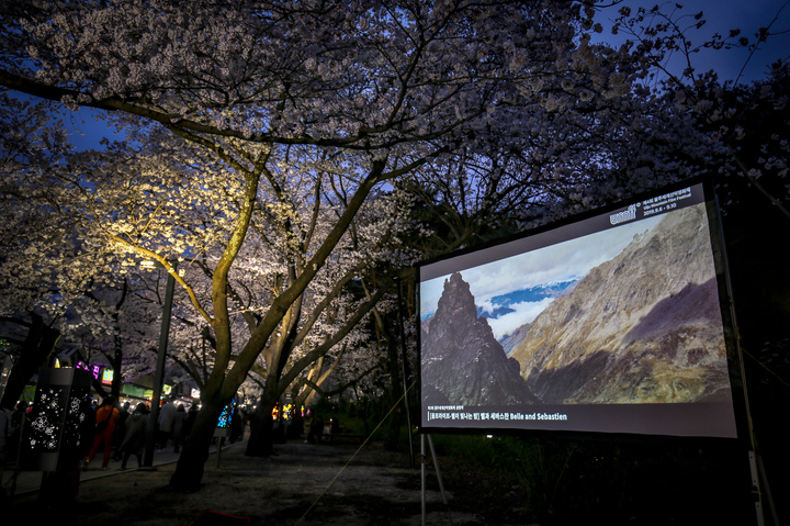 [울산=뉴시스] 2019 작천청벚꽃축제 상영 모습 (영화제 제공) *재판매 및 DB 금지