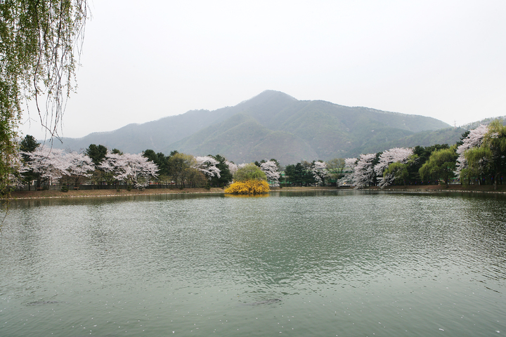 옛 중앙내수면연구소 내 저수지. (사진=가평군 제공) *재판매 및 DB 금지