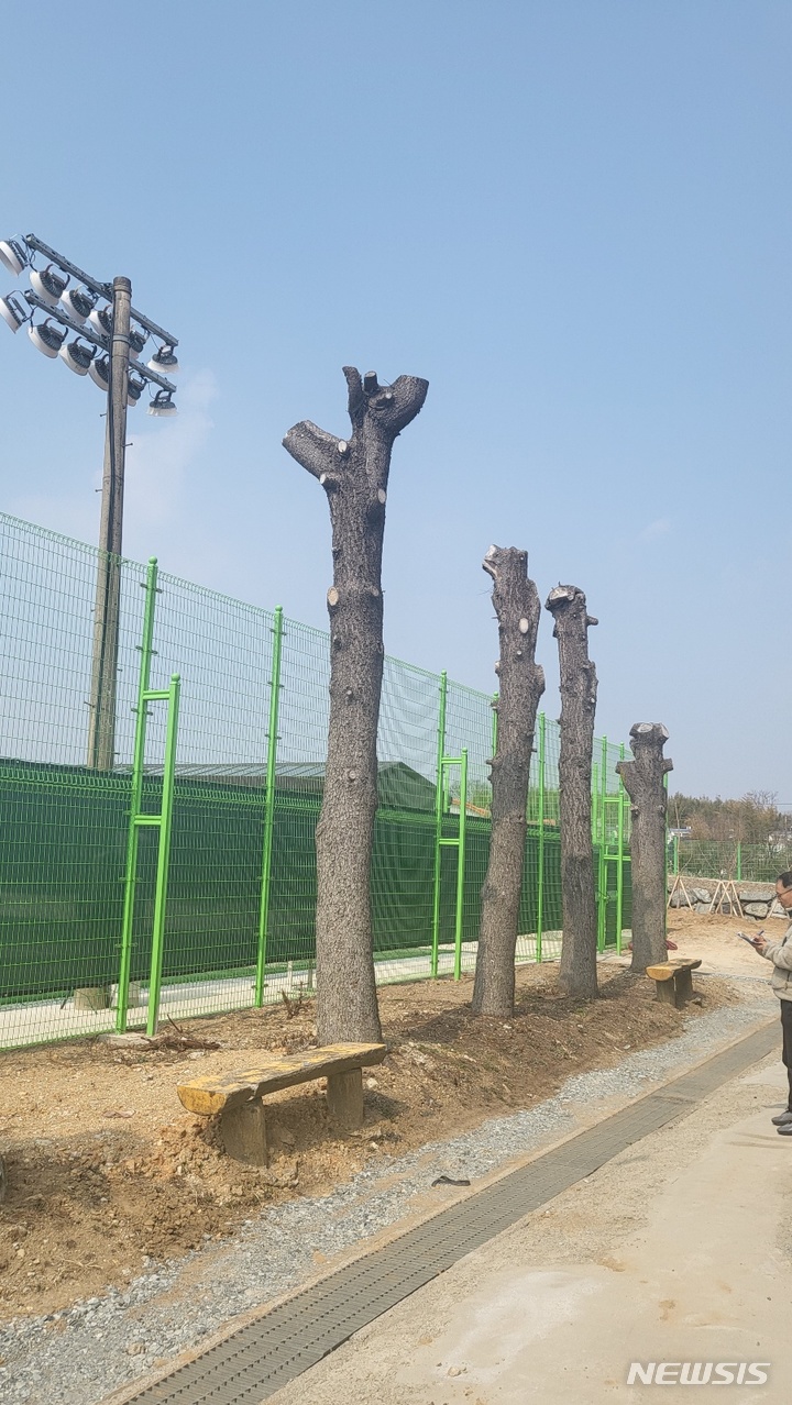 [광주=뉴시스] 광주지역 과도한 나무전정 사례 (사진=독자제공) praxis@newsis.com