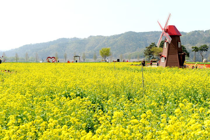 남지유채밭 전경 *재판매 및 DB 금지